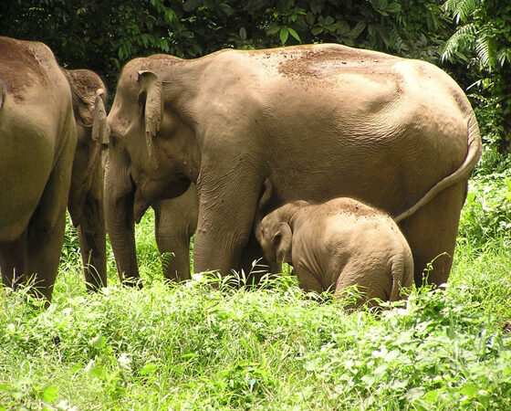 Odisha Wildlife Tour Package