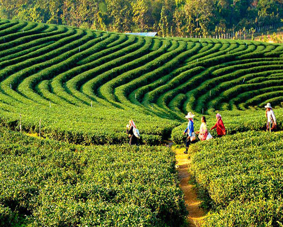 Darjeeling Tour Package