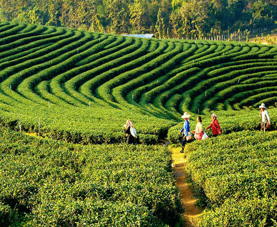 Darjeeling Tour Package