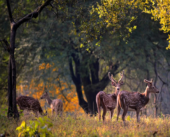 Jabalpur Kanha Tours