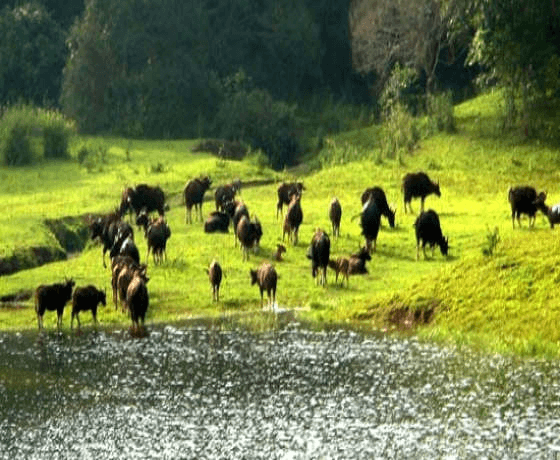 Kochi Munnar Thekkady Tours